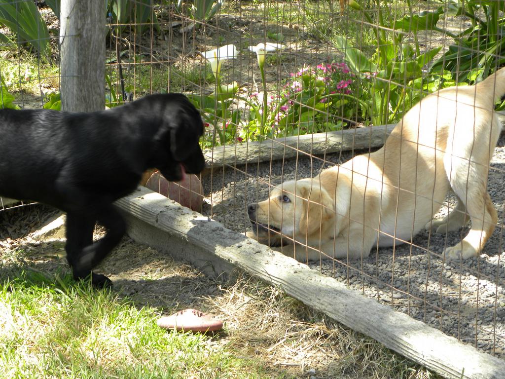Kentfield Kennels Labrador Retrievers Sebastopol CA 95472 7078234124